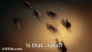 A Group Of Rats Are Running In A Circle And The Words Is That Rats Are Visible GIF