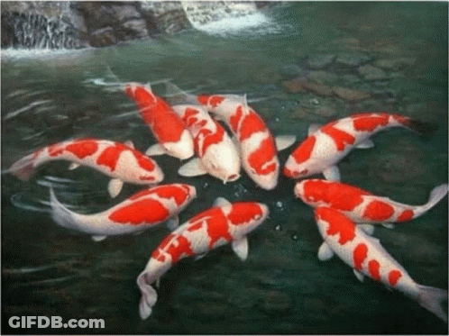 A Group Of Red And White Fish Are Swimming Together In A Pond GIF