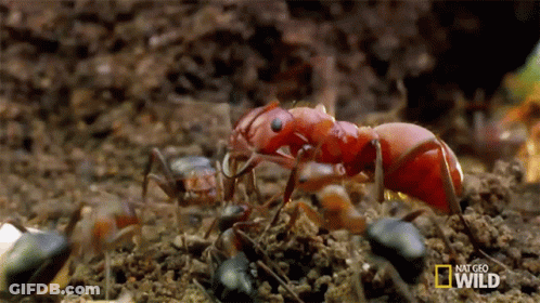 A Group Of Red Ants Are Crawling On The Ground In A National Geographic Wild Video GIF