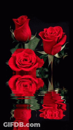 A Group Of Red Roses Are Reflected In The Water GIF
