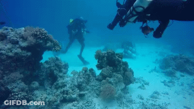 A Group Of Scuba Divers Are Swimming Around A Coral Reef GIF