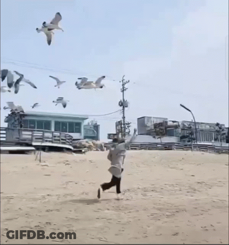 A Group Of Seagulls Are Flying Over A Beach GIF