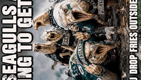 A Group Of Seagulls Wearing Eagles Jerseys Are Standing Next To Each Other With Their Mouths Open GIF