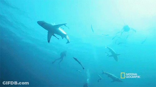 A Group Of Sharks Are Swimming In The Ocean With A National Geographic Logo In The Corner GIF