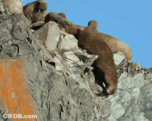 A Group Of Sheep Are Sitting On Top Of A Rocky Hillside GIF