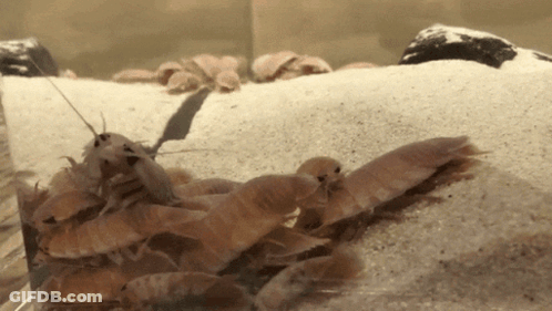 A Group Of Shrimp Are Sitting On Top Of Each Other GIF
