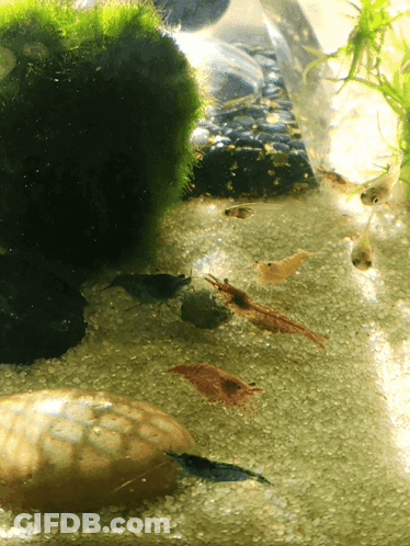 A Group Of Shrimp Are Swimming In A Tank With Rocks And Algae GIF