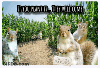 A Group Of Squirrels Standing In A Corn Field With A Sign That Says " In The Garden " GIF