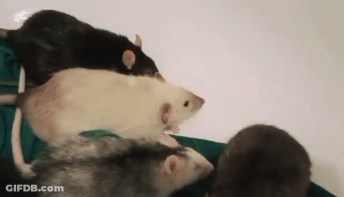 A Group Of Three Rats Are Standing Next To Each Other On A White Surface . GIF