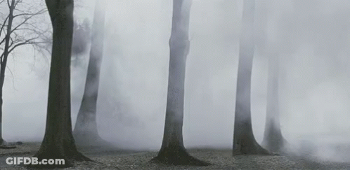 A Group Of Trees In A Foggy Forest With Smoke Coming Out Of The Trees . GIF