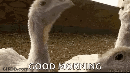 A Group Of Turkeys Are Standing Next To Each Other With The Words `` Good Morning '' Written On The Bottom . GIF