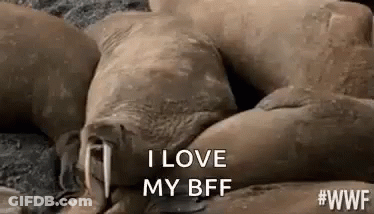 A Group Of Walruses Are Laying On Top Of Each Other On The Beach And One Walrus Is Sleeping On The Ground . GIF