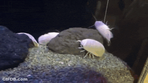 A Group Of White Cockroaches Are Crawling On A Pile Of Rocks GIF