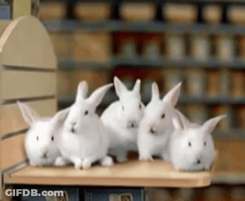 A Group Of White Rabbits Are Sitting On A Shelf GIF