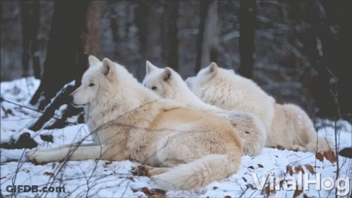 A Group Of White Wolves Are Laying In The Snow With The Words Viralhog In The Bottom Right GIF