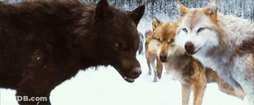 A Group Of Wolves Are Standing In The Snow And One Of Them Is Looking At The Camera . GIF