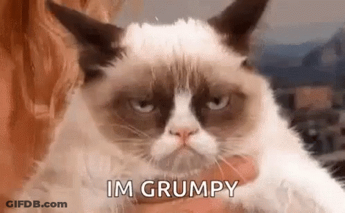 Grumpy Cat Being Held And Looking At Camera GIF