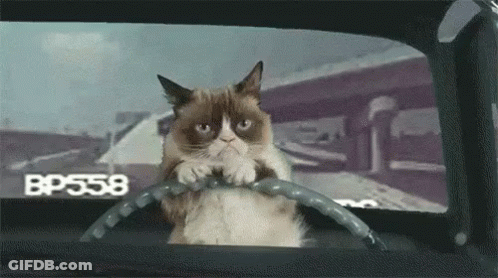 A Grumpy Cat Is Sitting In The Driver 'S Seat Of A Car . GIF