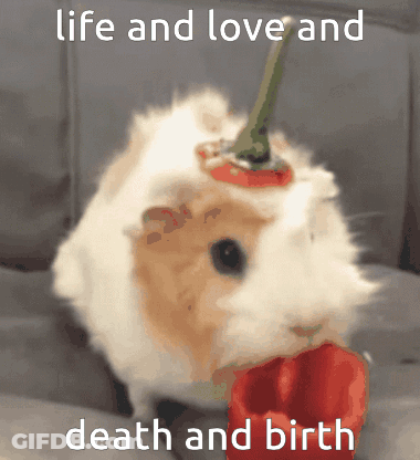 A Guinea Pig Eating A Red Pepper With The Words Life And Love And Death And Birth GIF