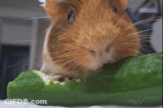A Guinea Pig Is Eating A Green Cucumber GIF