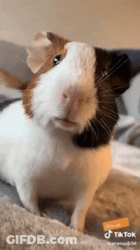 A Guinea Pig Is Sitting On A Bed And Looking At The Camera GIF