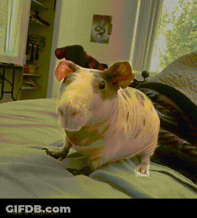A Guinea Pig Is Sitting On A Bed And The Caption Says Add A Caption GIF