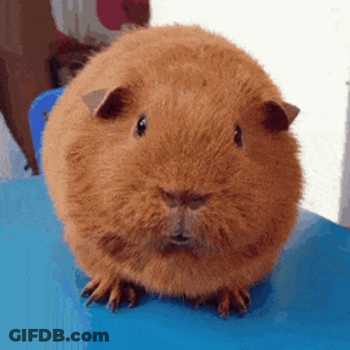 A Guinea Pig Is Sitting On A Blue Table And Looking At The Camera GIF