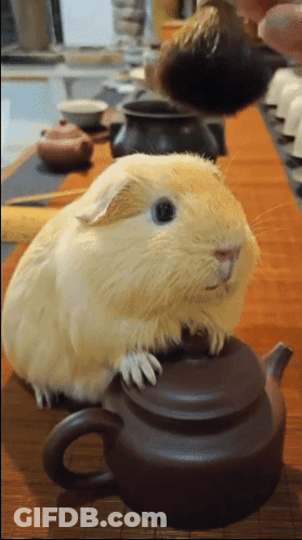 A Guinea Pig Sits On Top Of A Teapot On A Table GIF
