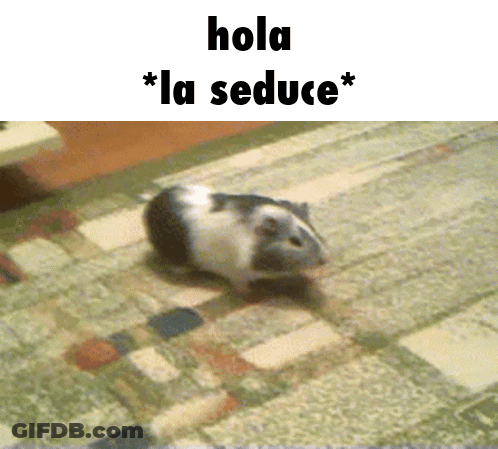 A Guinea Pig Walking On A Rug With The Words Hola La Seduce Below It GIF