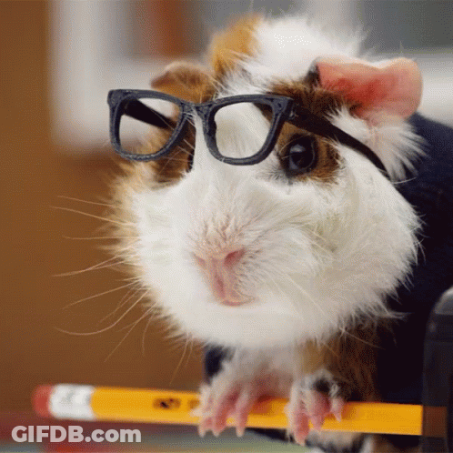 A Guinea Pig Wearing Glasses Sits On A Pencil GIF