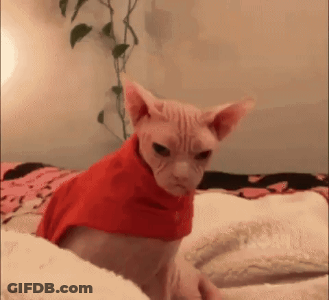A Hairless Cat Is Sitting On A Bed Wearing A Red Sweater . GIF
