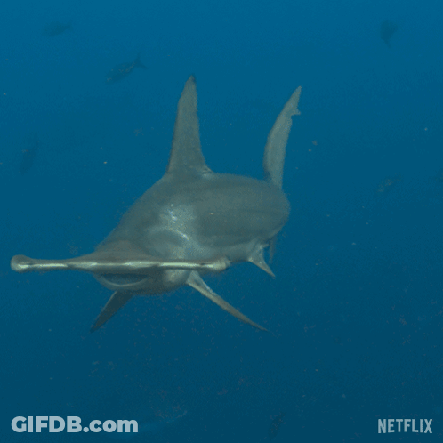 A Hammerhead Shark Swimming In The Ocean With A Netflix Logo In The Corner GIF