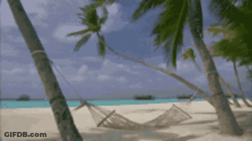 A Hammock Hangs Between Palm Trees On A Beach GIF
