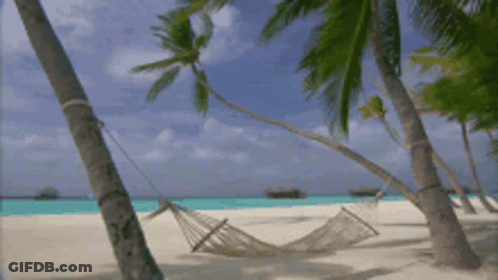 A Hammock Is Hanging Between Two Palm Trees On The Beach GIF