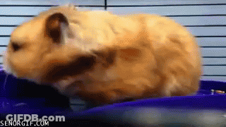 A Hamster In A Cage With Senorgif.com On The Bottom Right GIF