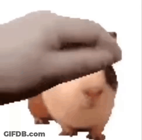 A Hamster Is Being Petting By A Person 'S Hand . GIF