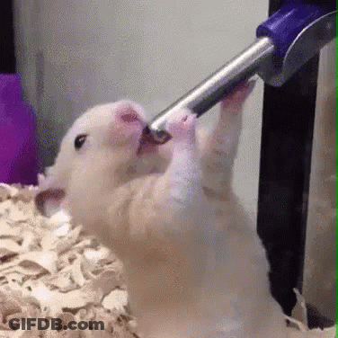 A Hamster Is Drinking Water From A Metal Hose GIF