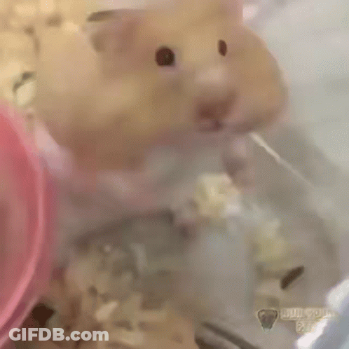 A Hamster Is Drinking Water From A Water Bottle In A Cage . GIF