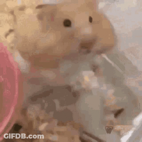 A Hamster Is Drinking Water From A Water Fountain . GIF