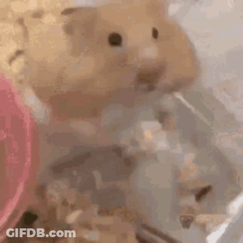 A Hamster Is Drinking Water From A Water Fountain . GIF