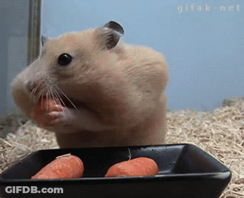 A Hamster Is Eating A Carrot From A Black Bowl With Gifak-Net Written On The Bottom GIF