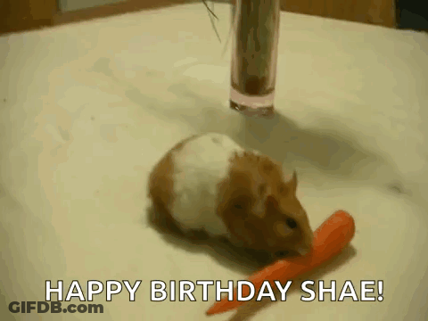 A Hamster Is Eating A Carrot With The Words Happy Birthday Shae GIF