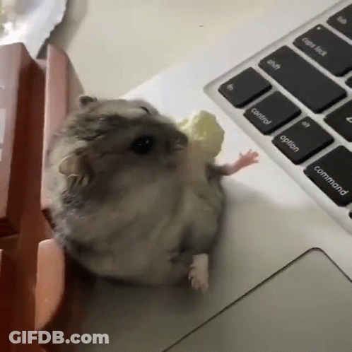A Hamster Is Eating A Piece Of Corn On A Keyboard GIF