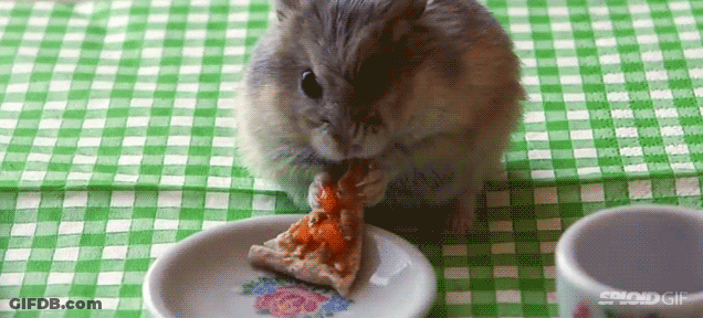 A Hamster Is Eating A Slice Of Pizza On A Plate On A Checkered Table Cloth . GIF