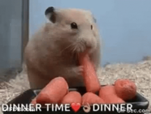 A Hamster Is Eating Carrots From A Plate With The Words Dinner Time Dinner On It . GIF