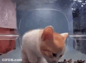 A Hamster Is Eating Food From A Plastic Bowl In A Tank Of Water . GIF