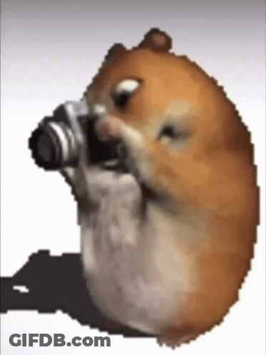 Hamster Holding Camera Taking Picture GIF