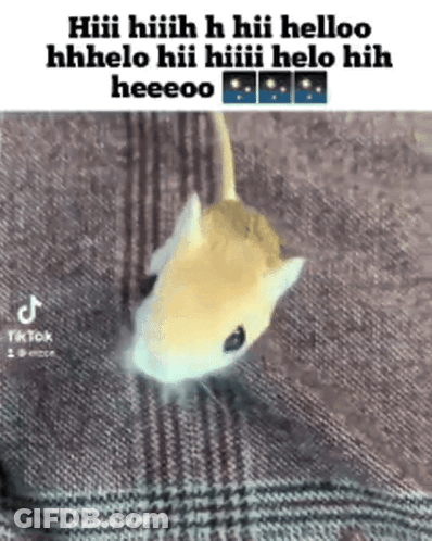 A Hamster Is Laying On A Plaid Blanket And Says Hiii Hiiih GIF