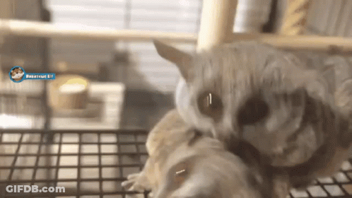 A Hamster Is Laying On Top Of Another Hamster On A Cage With A Blue Circle That Says Roastroast Elf GIF