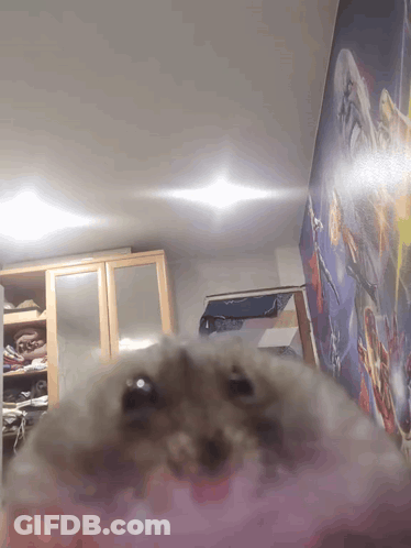 A Hamster Is Looking At The Camera In A Room With A Star Wars Mural On The Wall GIF